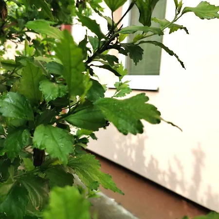 Mejdan Appartamento *